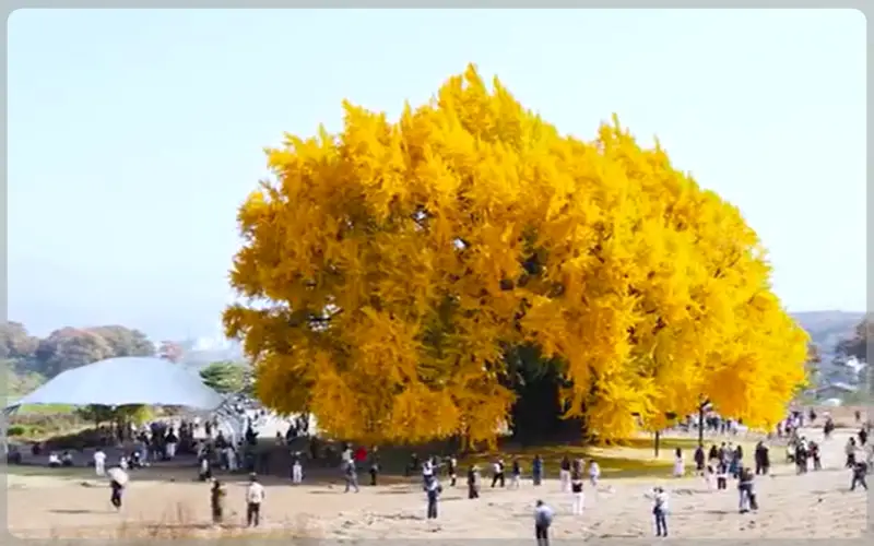 반계리 은행나무_1