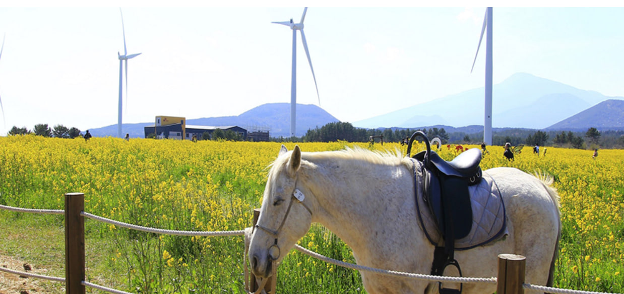 전국 벚꽃 봄축제 추천 Best 5- 서귀포 유채꽃축제 
