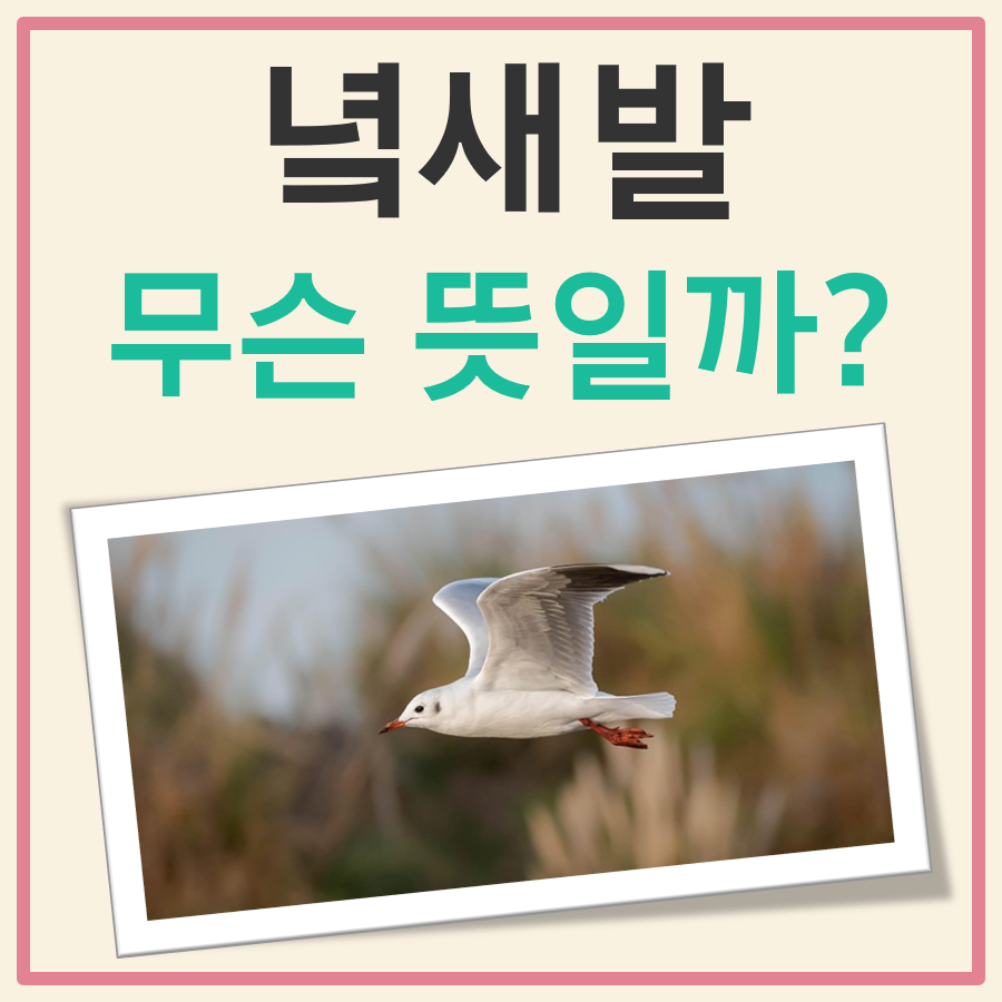 녘새발 뜻 대표 이미지