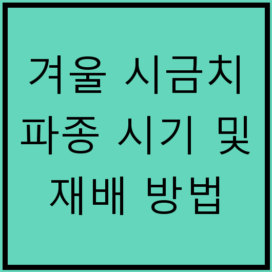 겨울 시금치 파종 시기 및 재배 방법