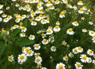 캐모마일 이미지 사진