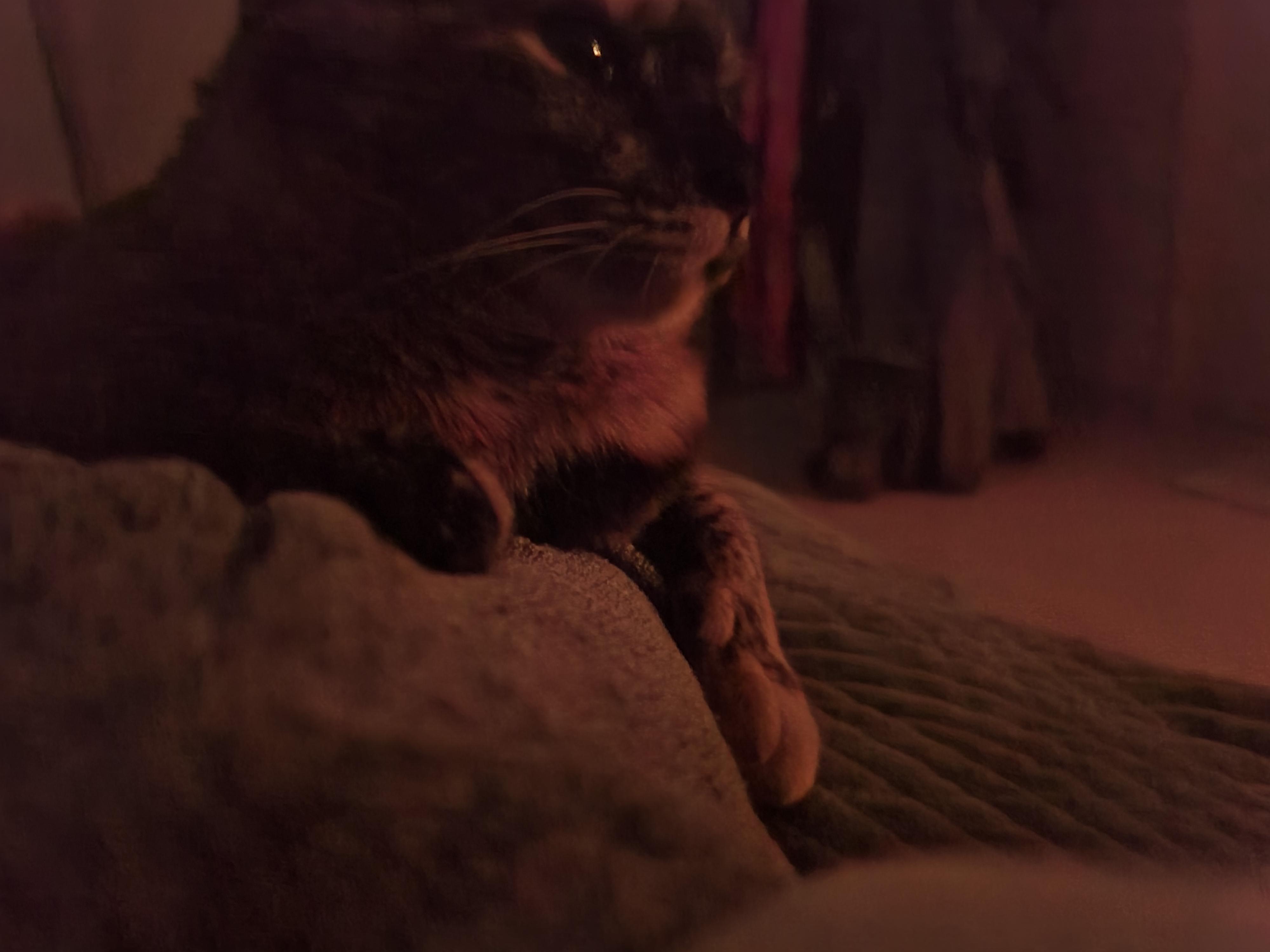 베개에 걸터앉아서 엄마배에 꾹꾹이하는 사랑이 (feat.엄마 팔에 안겨있는 사랑이)