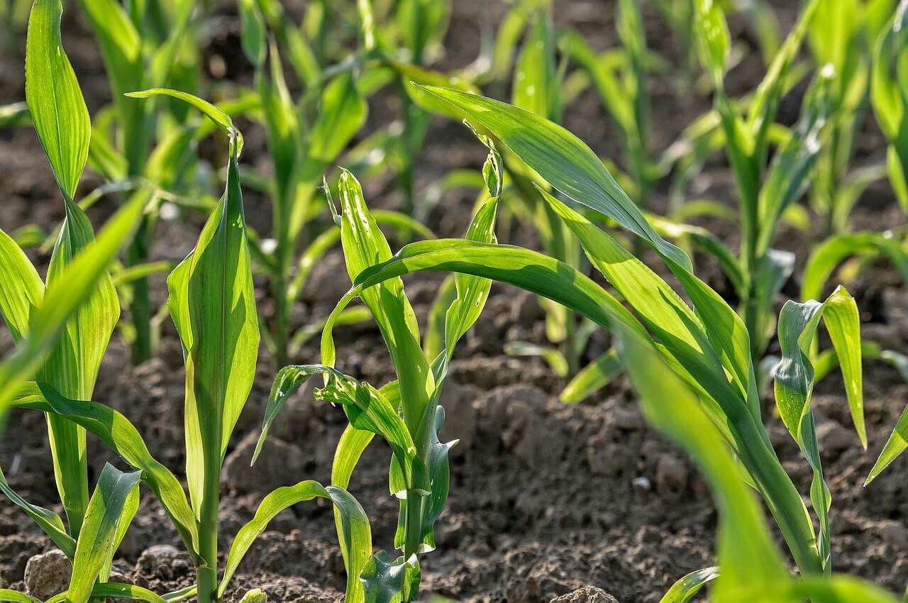 텃밭 흙이 딱딱해지는 원인과 구조적으로 개선하는 방법