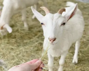 피나클랜드 불꽃축제 동물 먹이주기 체험_2