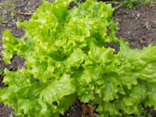 절임배추 사전예약