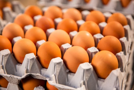 유정란 무정란 차이