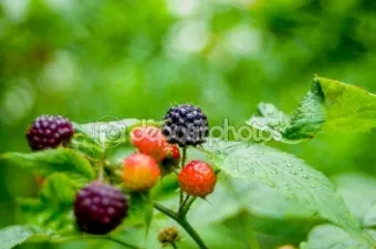 블랙라즈베리 재배 순 지르기 지지대 관리 겨울 보온_10