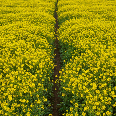 제주도 - 유채꽃