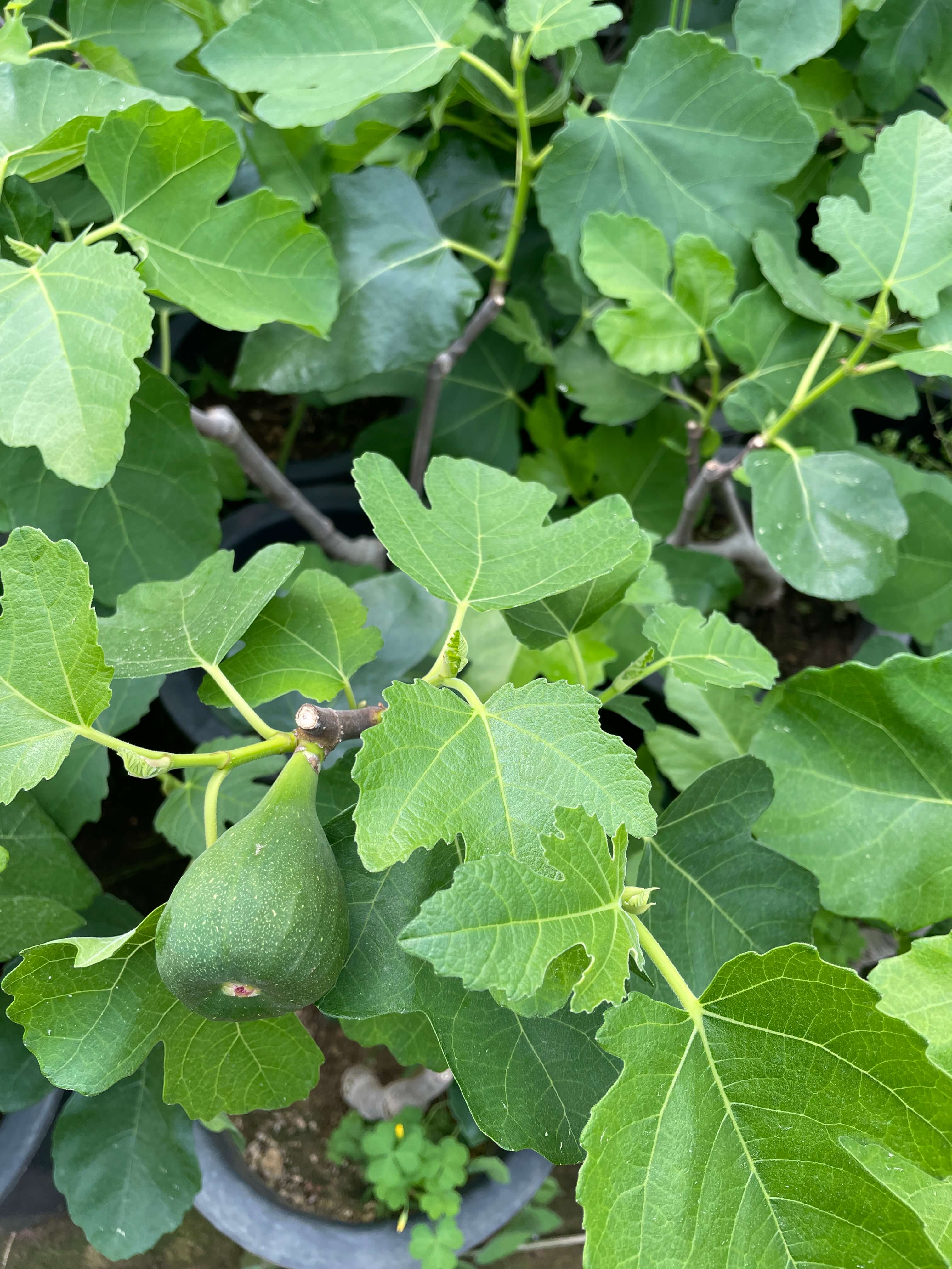 무화과나무 키우기