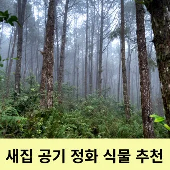 새집증후군 완화 식물선택 공기정화기능 배치 환기관리 가이드_14