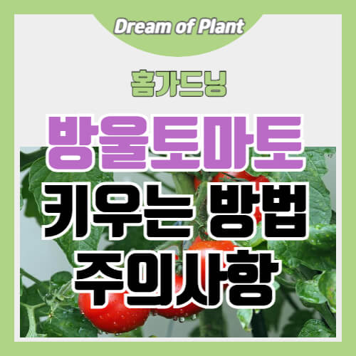 방울토마토 키우는 방법 썸네일 이미지
