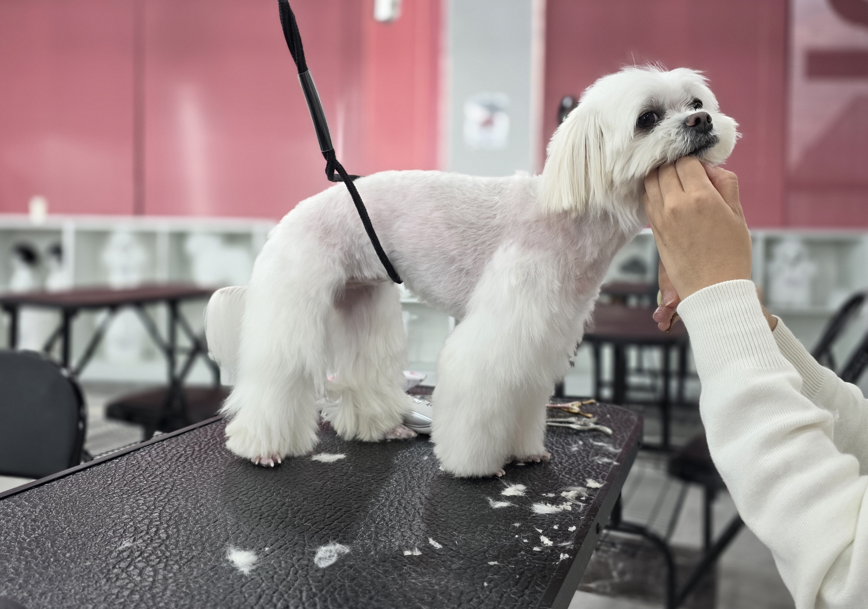 애견미용사자격증학원
