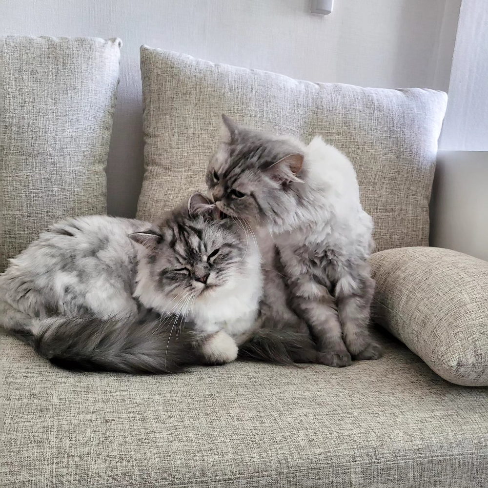 고양이 그루밍 헤어볼 예방