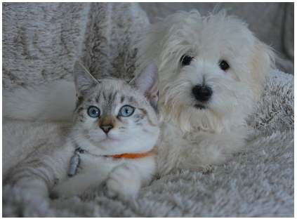 강아지와 고양이 예방접종 시기, 종류 총정리 - 초보 반려인을 위한 필수 백신 가이드