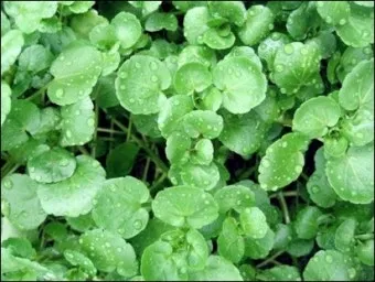 물냉이 재배 수경 재배 물 갈이 그늘 자리 잡기_32