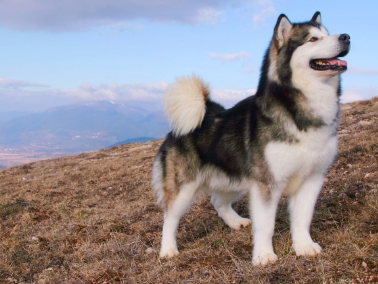 파란 하늘과 알래스카 말라뮤트.