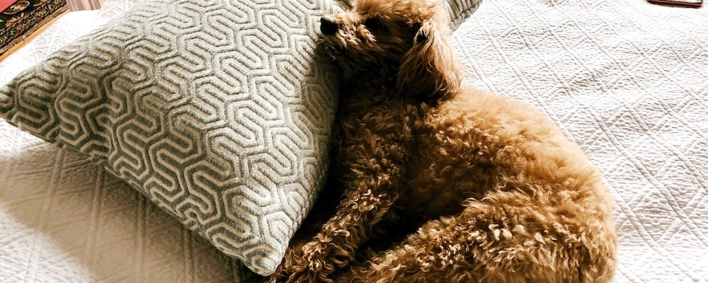 토이푸들 잘 키우는 방법 11