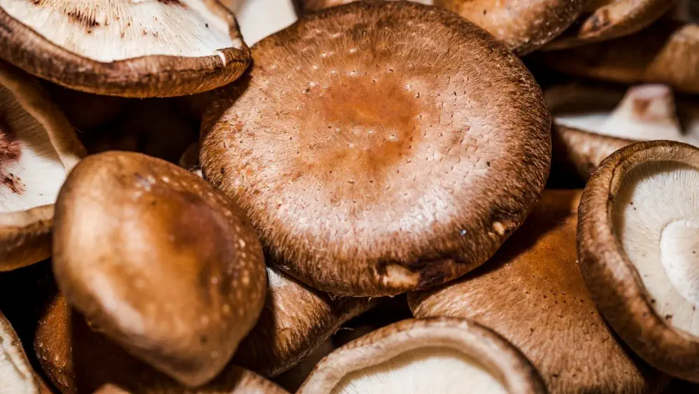 표고버섯의 인지능력 향상 효과