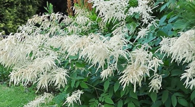 눈개승마 이미지