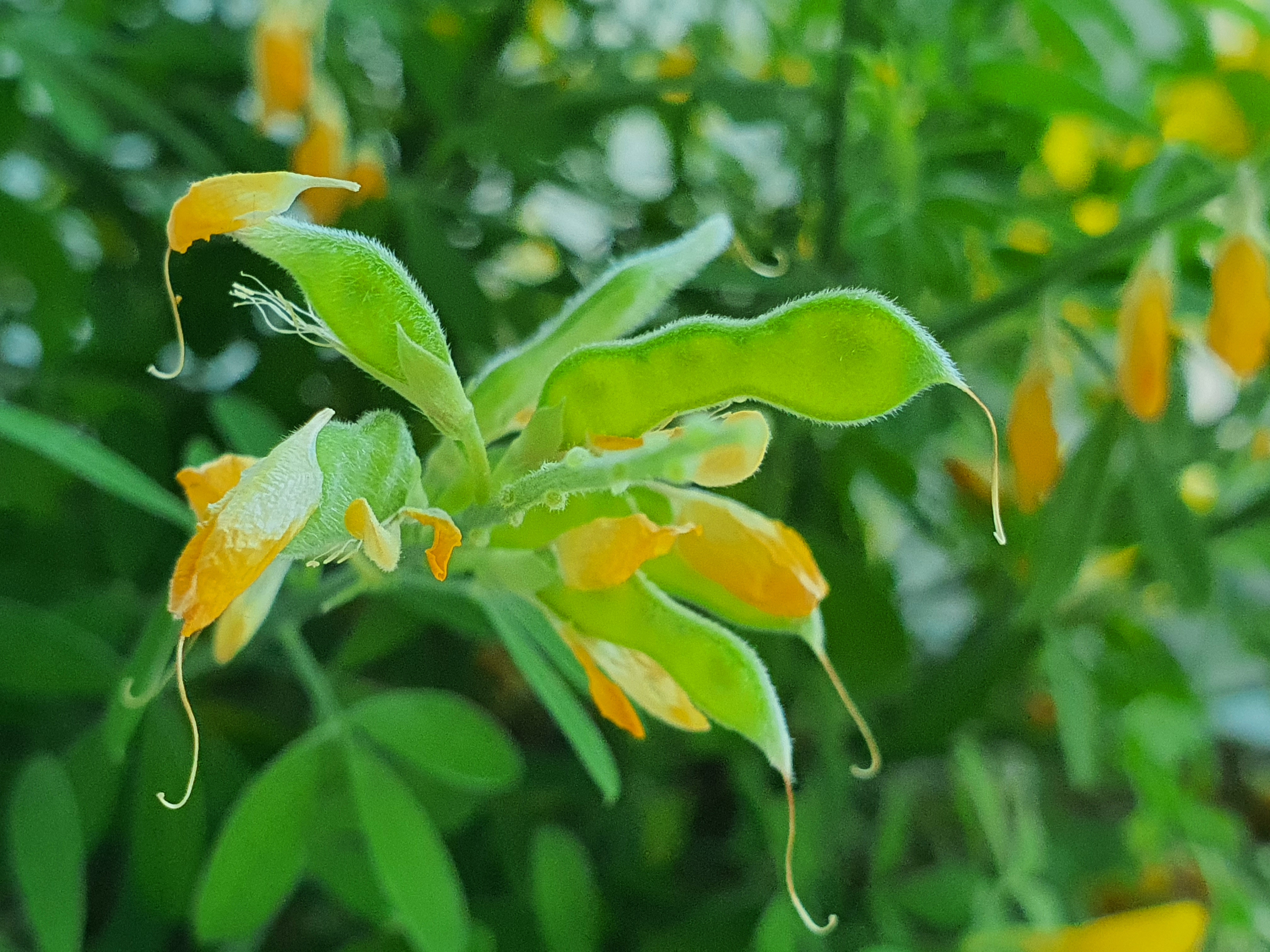 애니시다-2021.04.10.