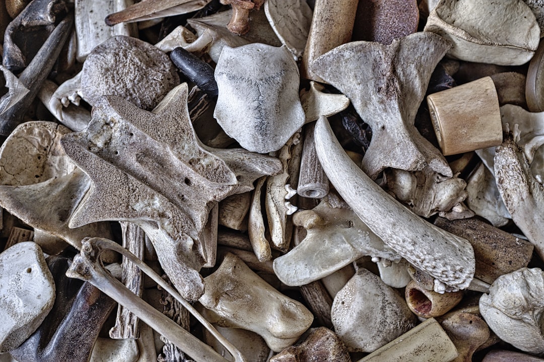Bone
