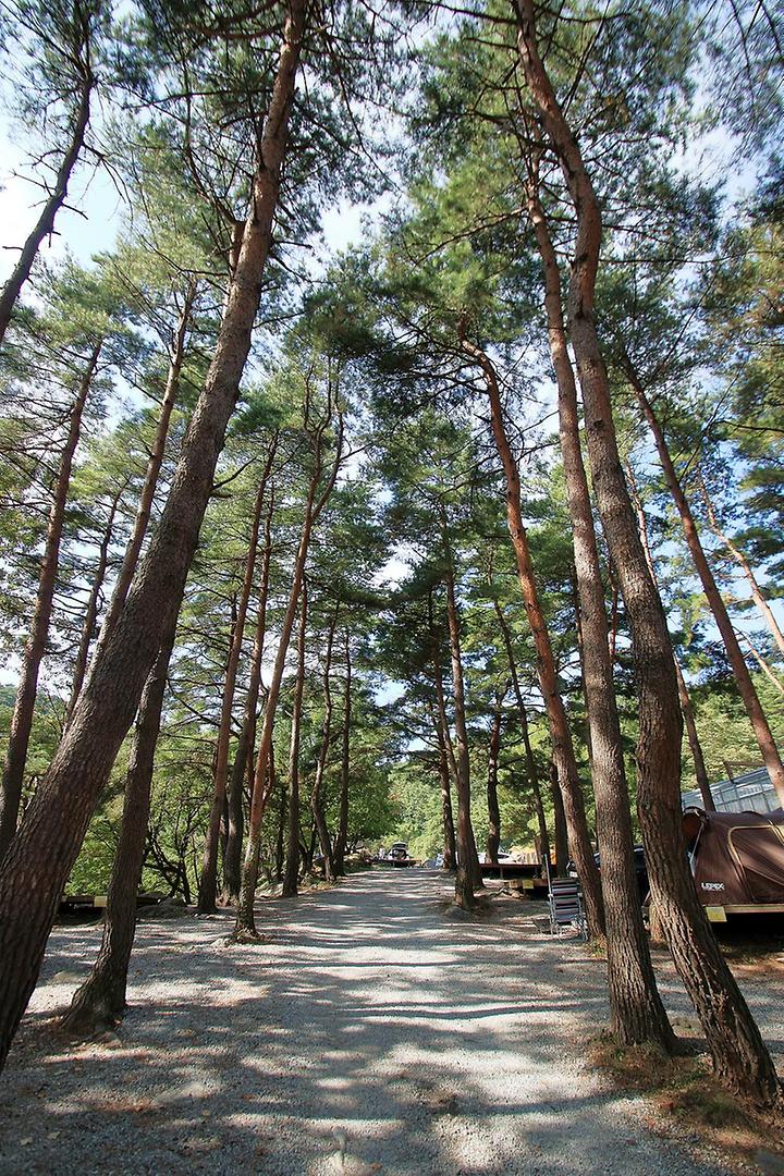 대관령 솔내음오토캠핑장 소개