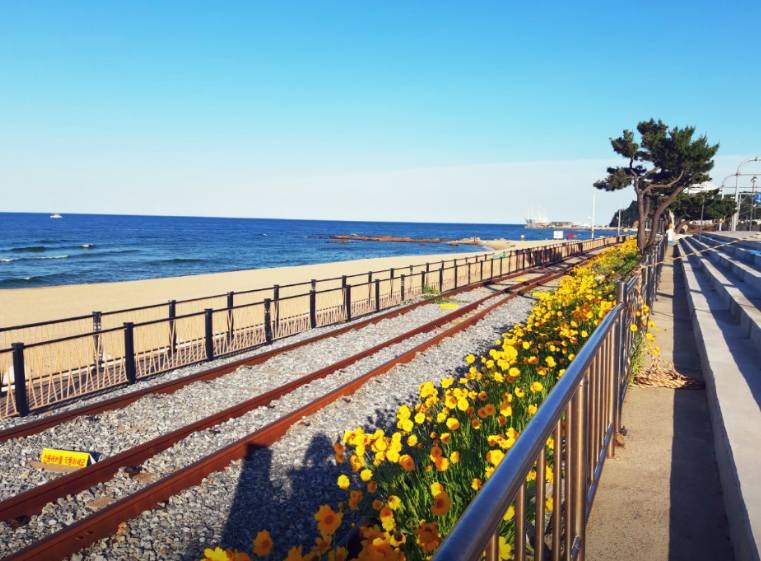 강릉) 아름다운 풍경, 정동진 레일바이크