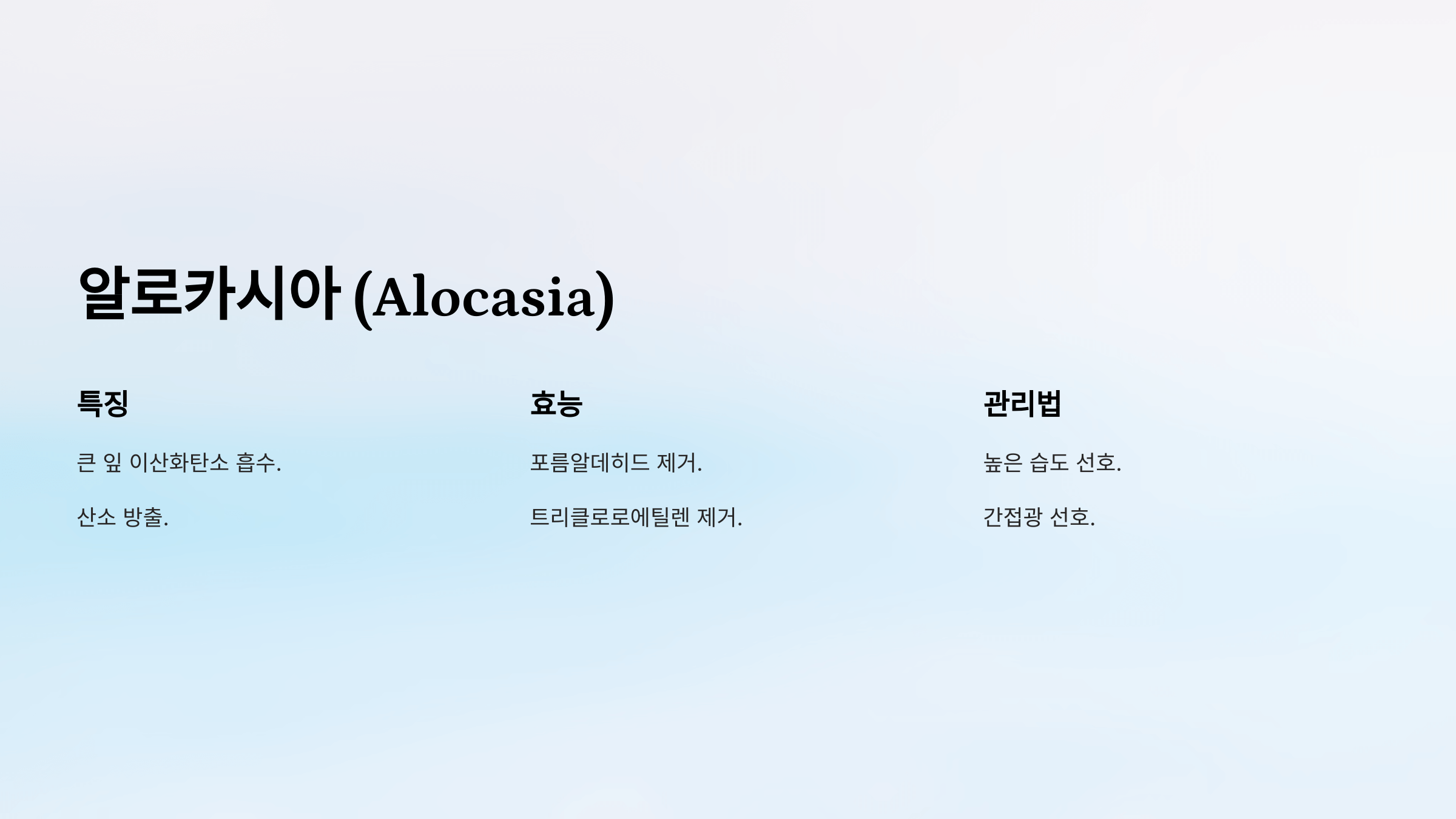 공기정화 식물 사진입니다.