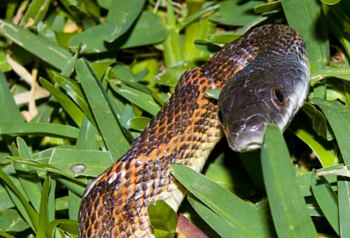 2024년 뱀띠 운세