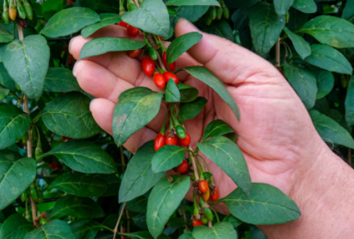 6시내고향 청양 구기자 판매처 및 주문