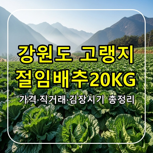 강원도고랭지배추