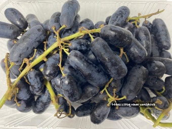 8월 제철음식 블랙사파이어