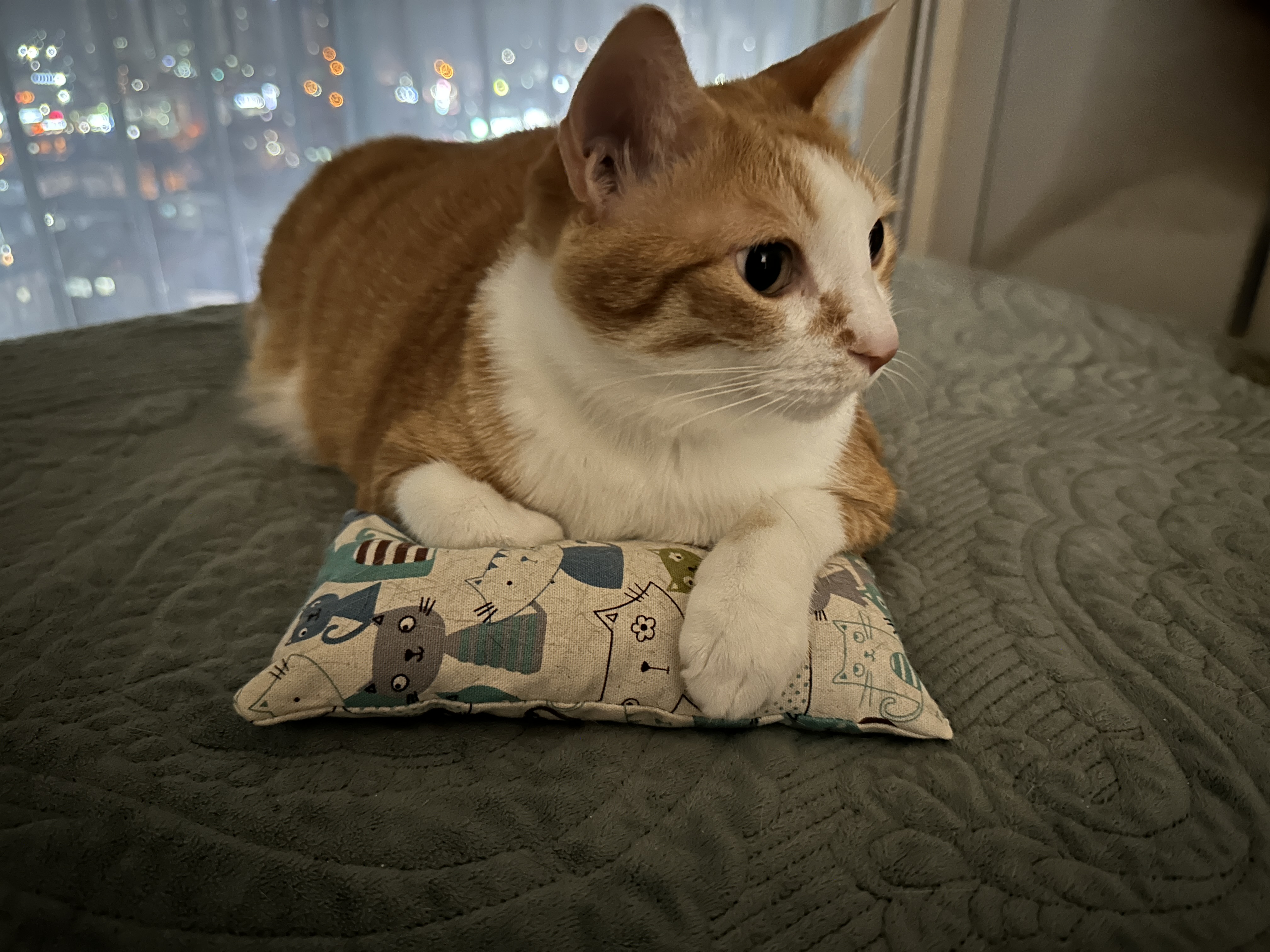 호야가 캣닢쿠션을 안고 있으면..? (feat. 엄마껌딱지라 사진을 찍기 어려운 호야)