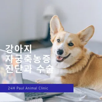 강아지 백내장 수술비용 현실 증상 예방법 보호자 가이드 정리_10