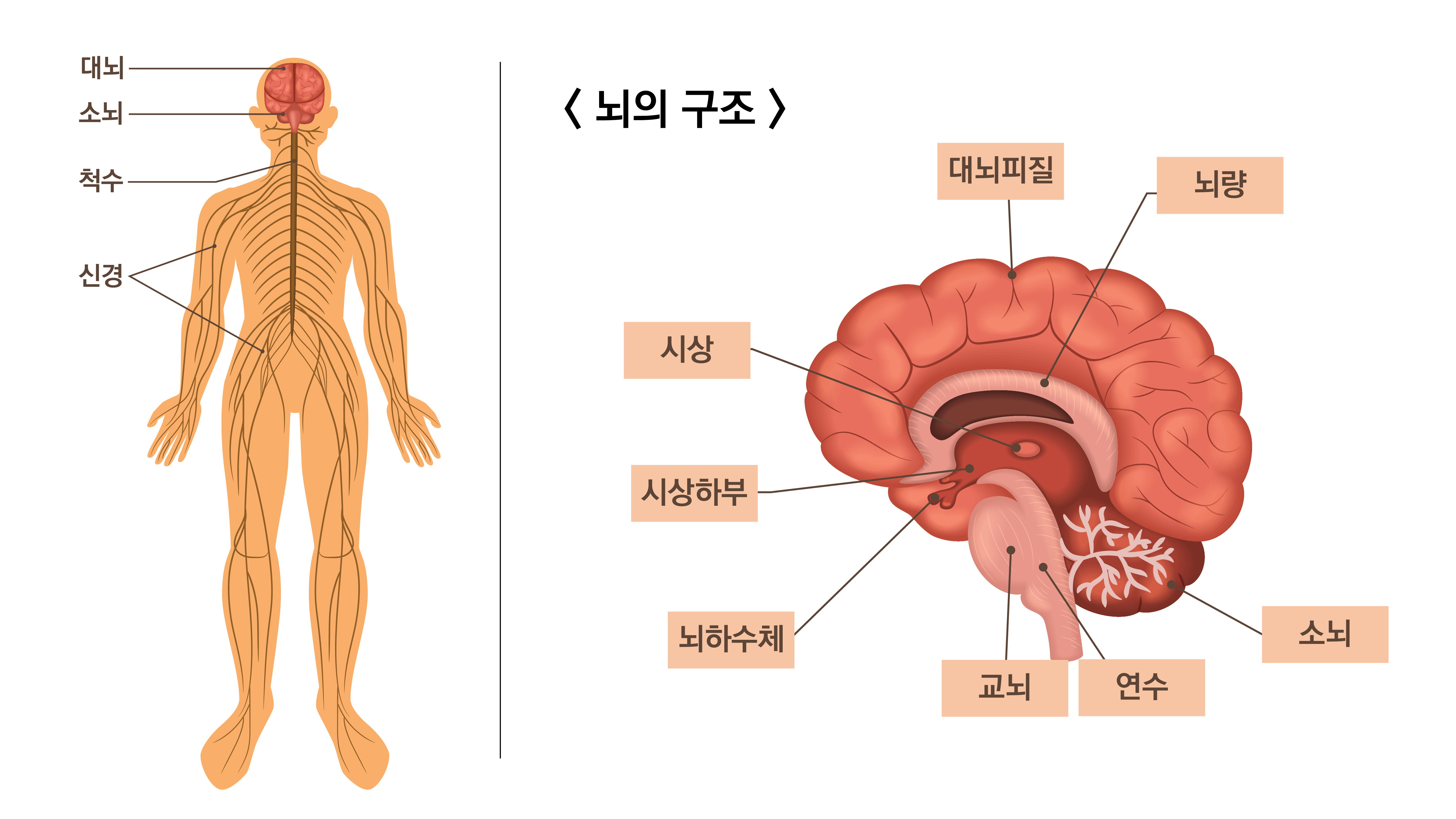 뇌의 구조