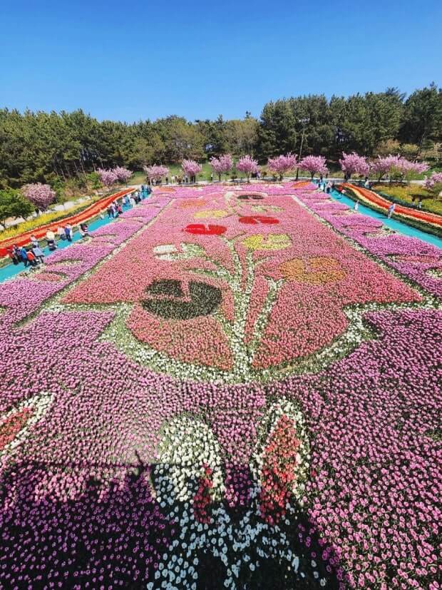 태안 코리아플라워파크 꽃축제 총정리 사진