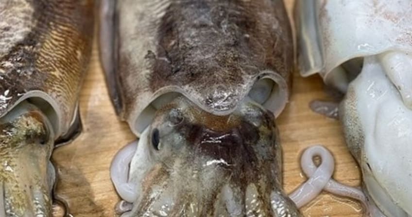 해산물 갑오징어