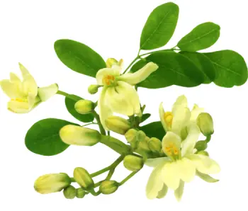 모링가 효능 및 영양성분, 주의점