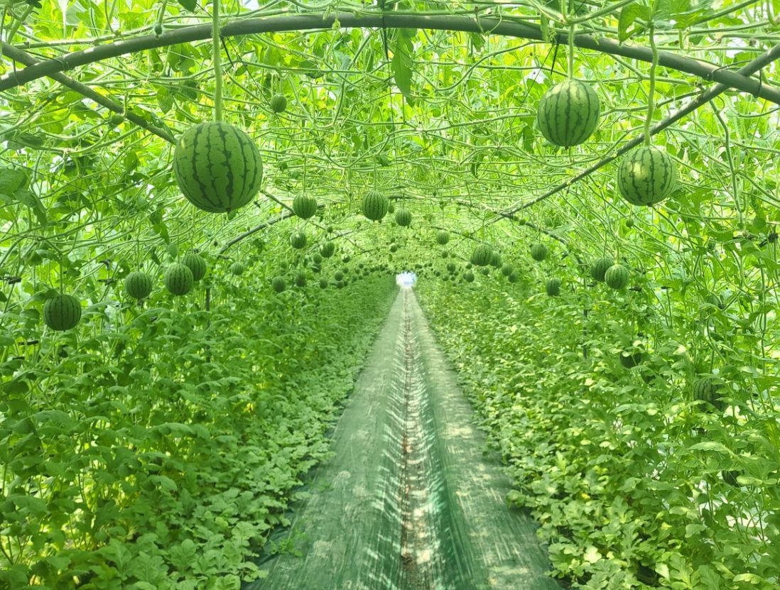 창원 애플수박농장