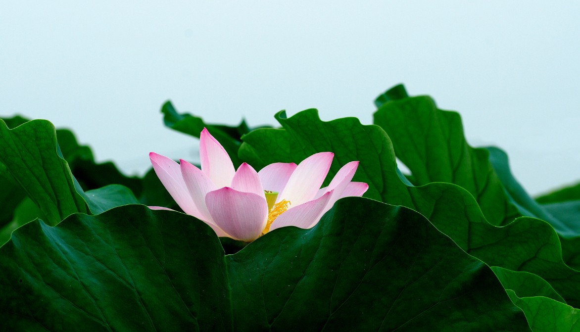 분홍 연꽃 한 송이