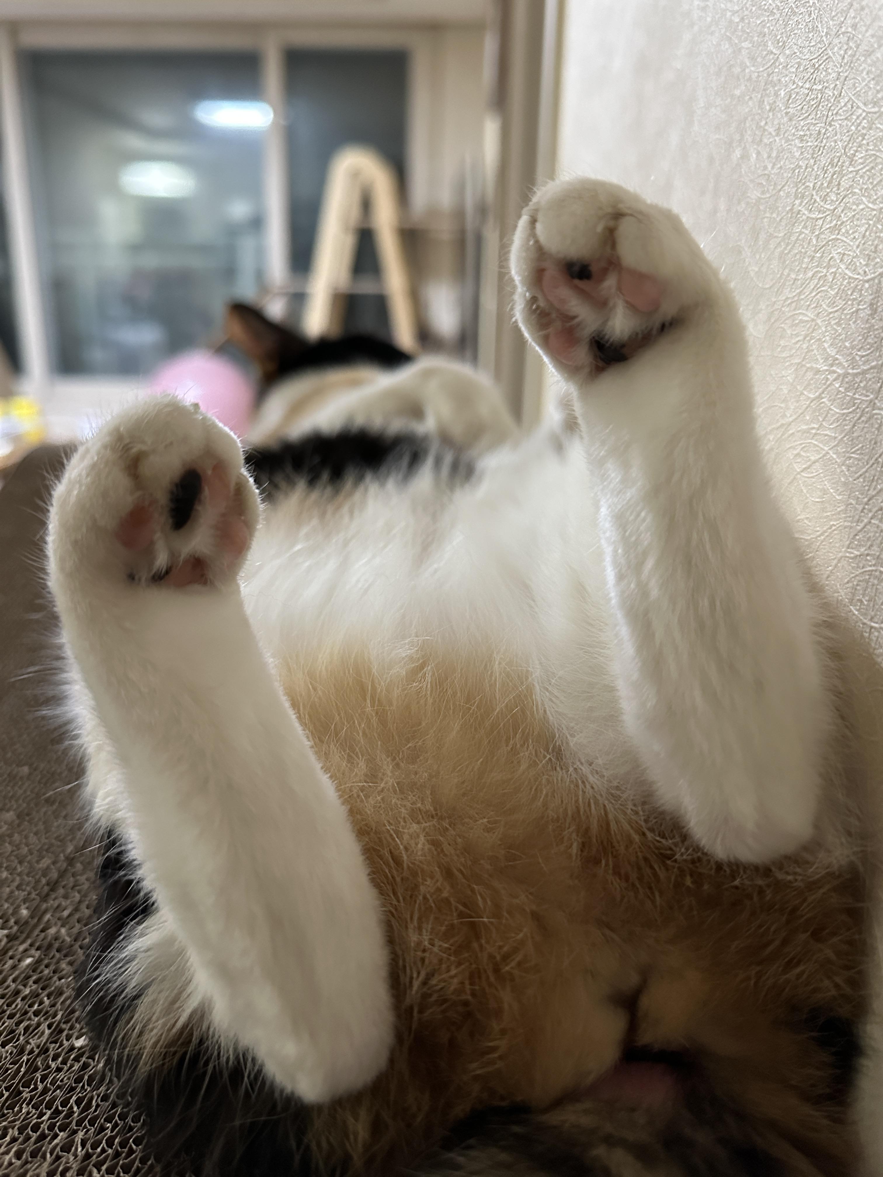 발라당_누워_있는_삼색냥이_다다의_뒷발_젤리_1