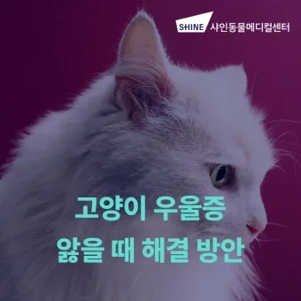 고양이 우울증과 무기력증 증상_11