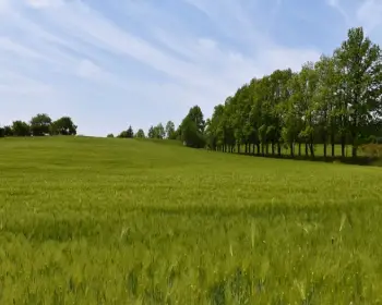 고창 청보리밭 축제_21