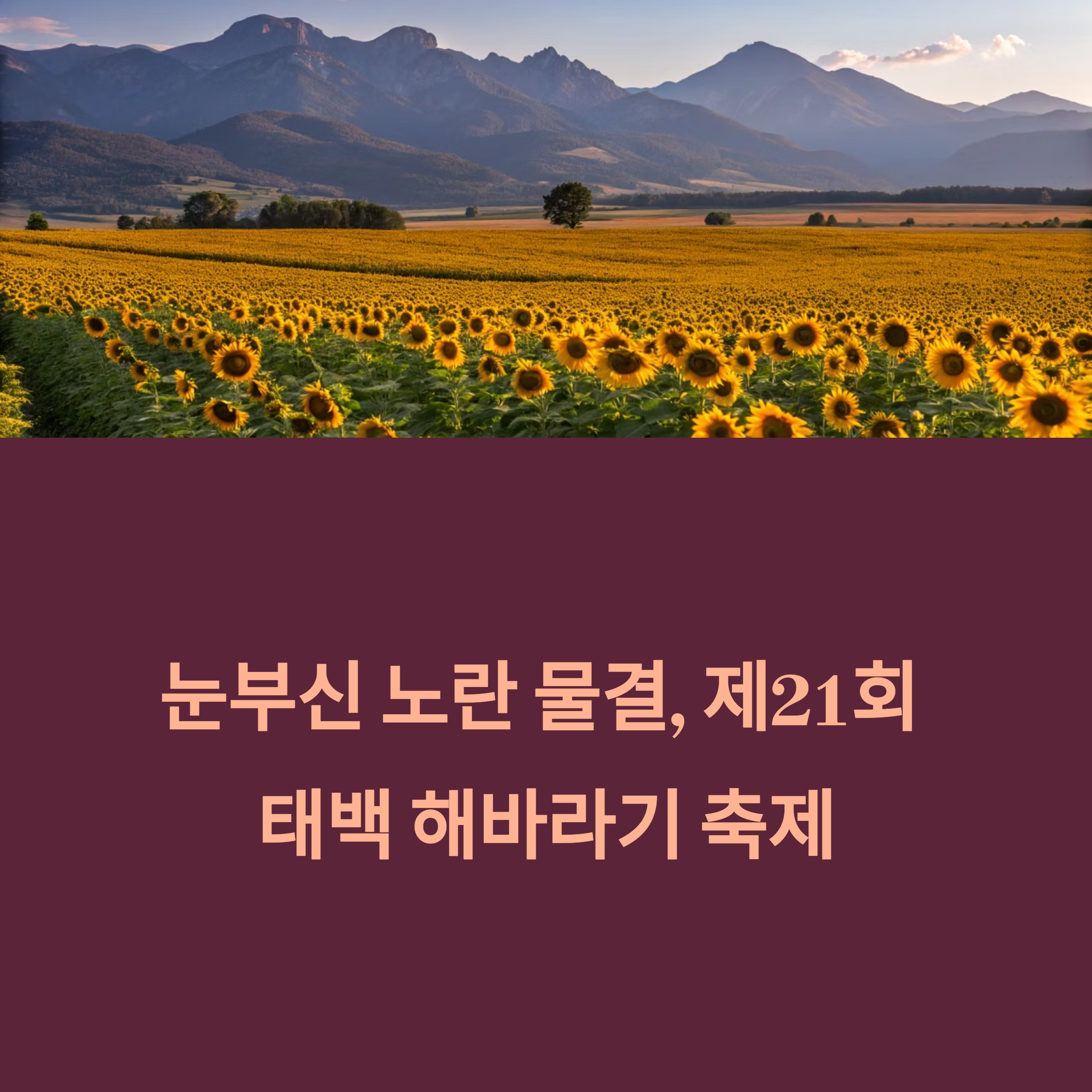 태백 해바라기 축제 완벽 가이드