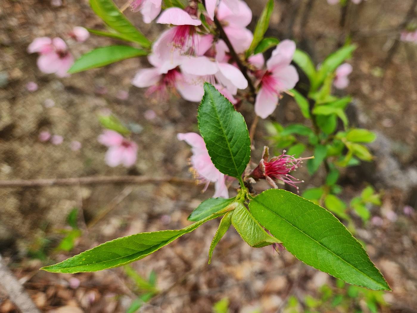 복사나무(복숭아나무)