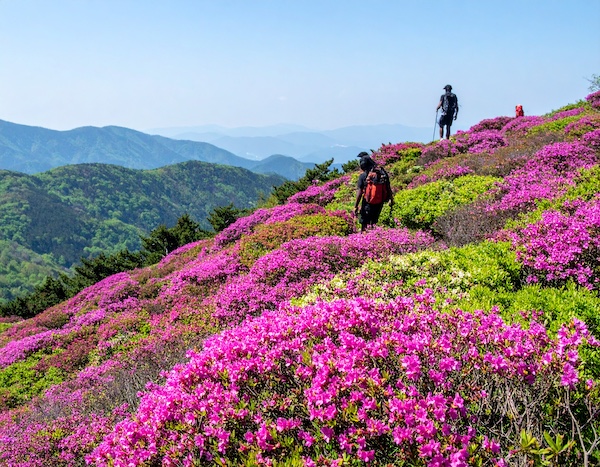 황매산철쭉축제 철쭉길 따라 걷는 등산객들