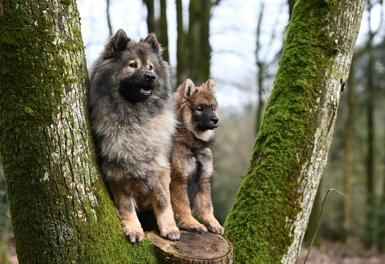 강아지 싸움 발생할 때 올바른 대처법과 해결책에 필요한 자료