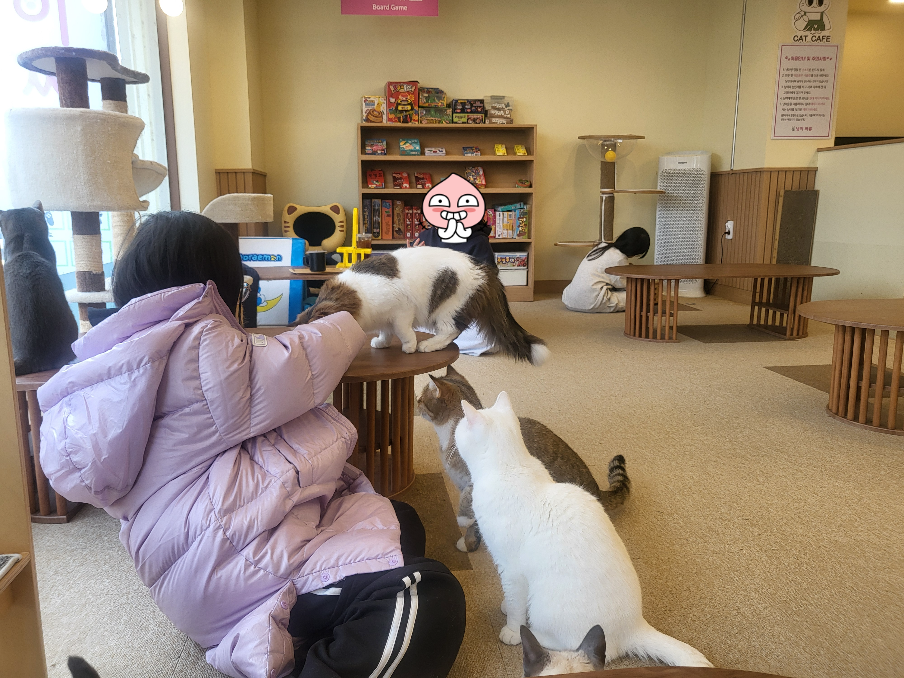 청주 성안길 아이와 가볼만한 곳, 고양이 카페 '냥이싸롱' 힐링 후기 (입장료/간식/방학나들이)