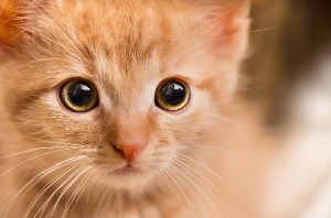 새끼 고양이의 업