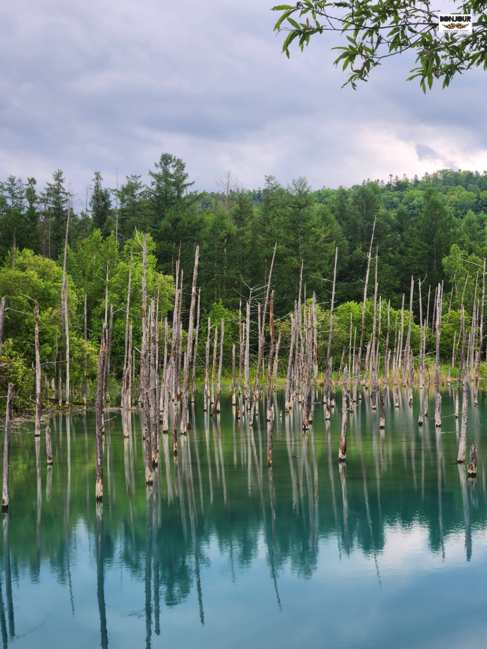 홋카이도 비에이 청의호수 물빛에 비친 낙엽송 반사 풍경